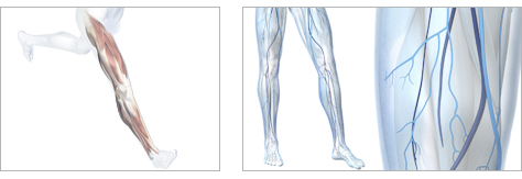 Beinmuskulatur und oberflächliche und tiefe Beinvenen - medizinische 3D-Illustrationen Knochen Muskeln Anatomie Orthopdie