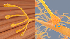 3D-Animation Medizin über die Wirkweise von Wrmepflastern