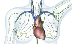 Lymphsystem 3D-Animation Medizin/Pharma