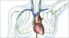 Lymphsystem 3D Animation für elearning