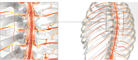 medizinische 3D-Illustrationen vom Rückenmark in der Wirbelsäule mit Nervensystem Knochen Orthopdie Neurologie 3D-Animation