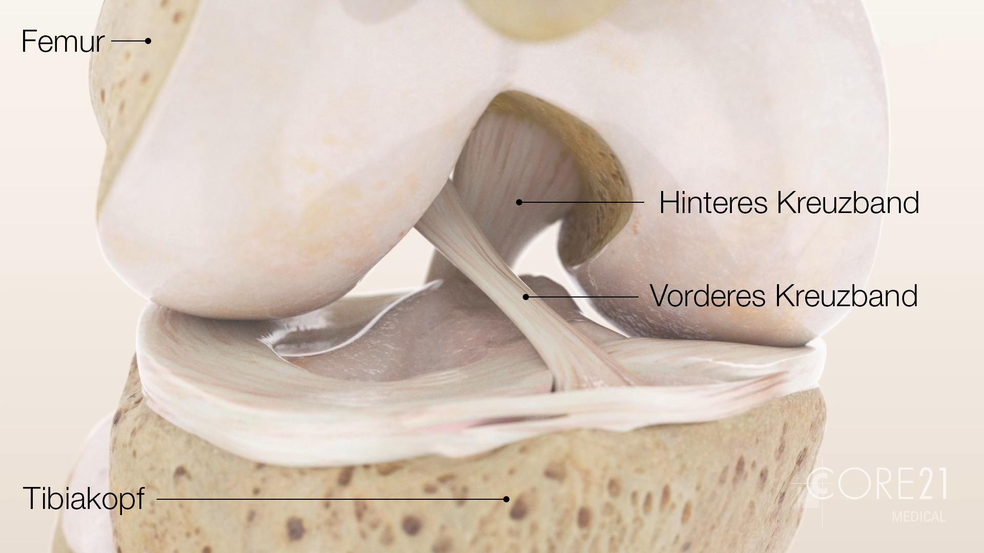 Wirbelsäule Bandscheibe Knie medizinische 3D-Visualisierungen und Illustrationen Medizin Knochen Anatomie Orthopdie 3D-Animation