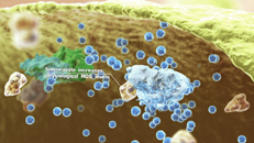 3D-Visualisierung Mechanism of Action Dermatologie Pharma: antibakterielle Wirkweise von Isoconazol