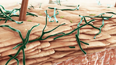 3D-Animationsfilm Mechanism of Action Dermatologie Pharma: Pilze auf der Haut und antimykotischer Wirkmechanismus von Isoconazol