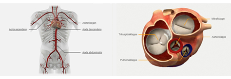 3D-Animation Herz und Herzklappen - medizinische 3D-Visualisierung und 3D-Illustration Kardiologie