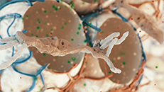 3D-Animationsfilm IPF: Fibroblast in der Lunge bei Produktion der Kollagenfasern
