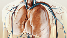 3D-Animation Herz Lunge Medizin: Patientenaufklärungsfilm über Behandlung von Idiopathischer Lungenfibrose (IPF) - Patientenfilm Pneumologie