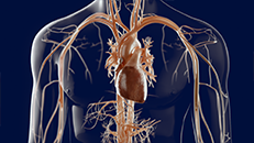 3D-Animation Medizintechnik Herz Medical Devices: H�matologie