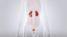 3D-Animation Wirkmechanismus, Pharma Urologie Wirkstoff