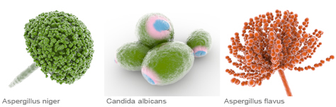 medizinische 3D-Illustation Dermatologie: Aspergillus niger, Candidas albicans und Aspergillus spp.